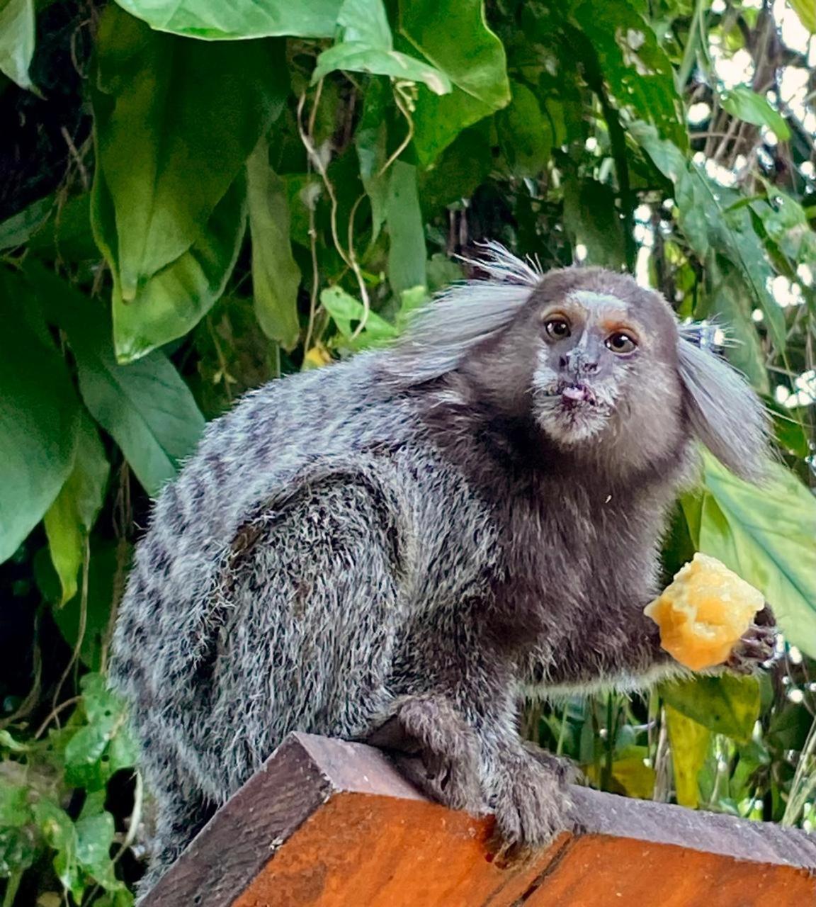 Pousada Casa Do Ipe Amarelo ミゲウ・ペレイラ エクステリア 写真